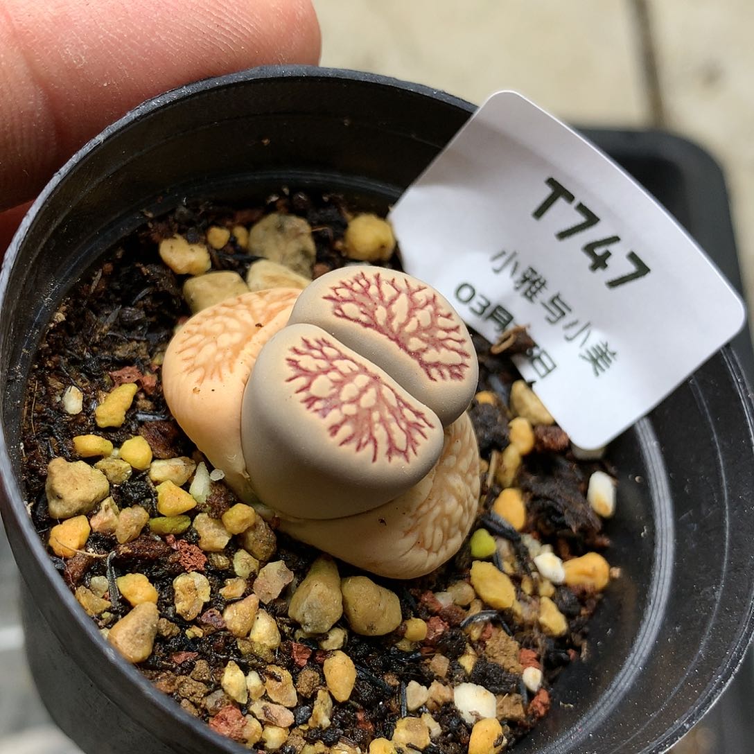 T747多肉植物保护