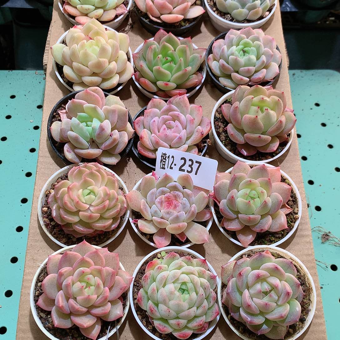 12-237一物一拍带盆18颗。