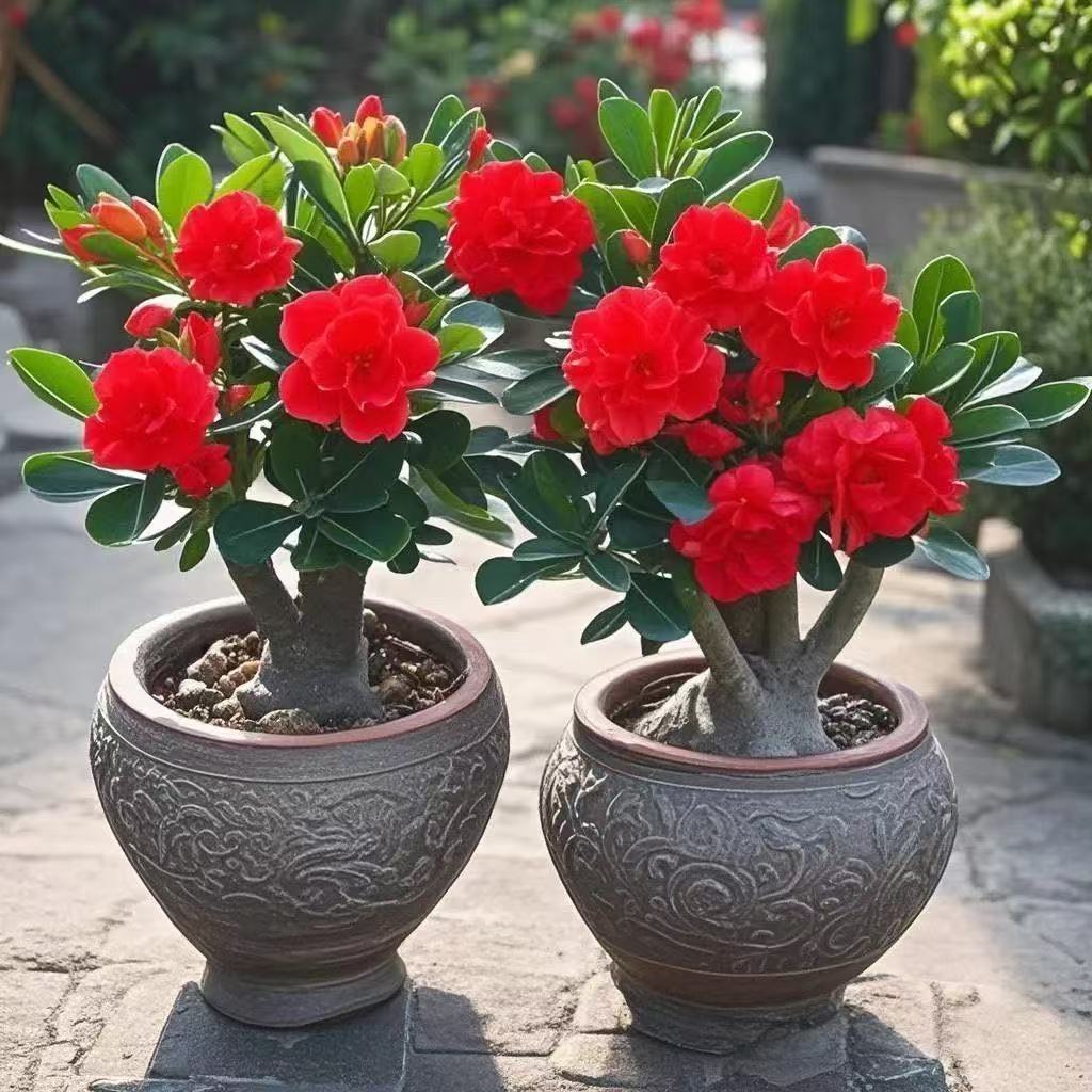 四季开花好养重瓣沙漠玫瑰盆栽外耐寒热易活阳台花卉绿植盆栽