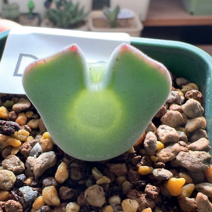 南***༄w838 青蛙3年大眼睛。专拍