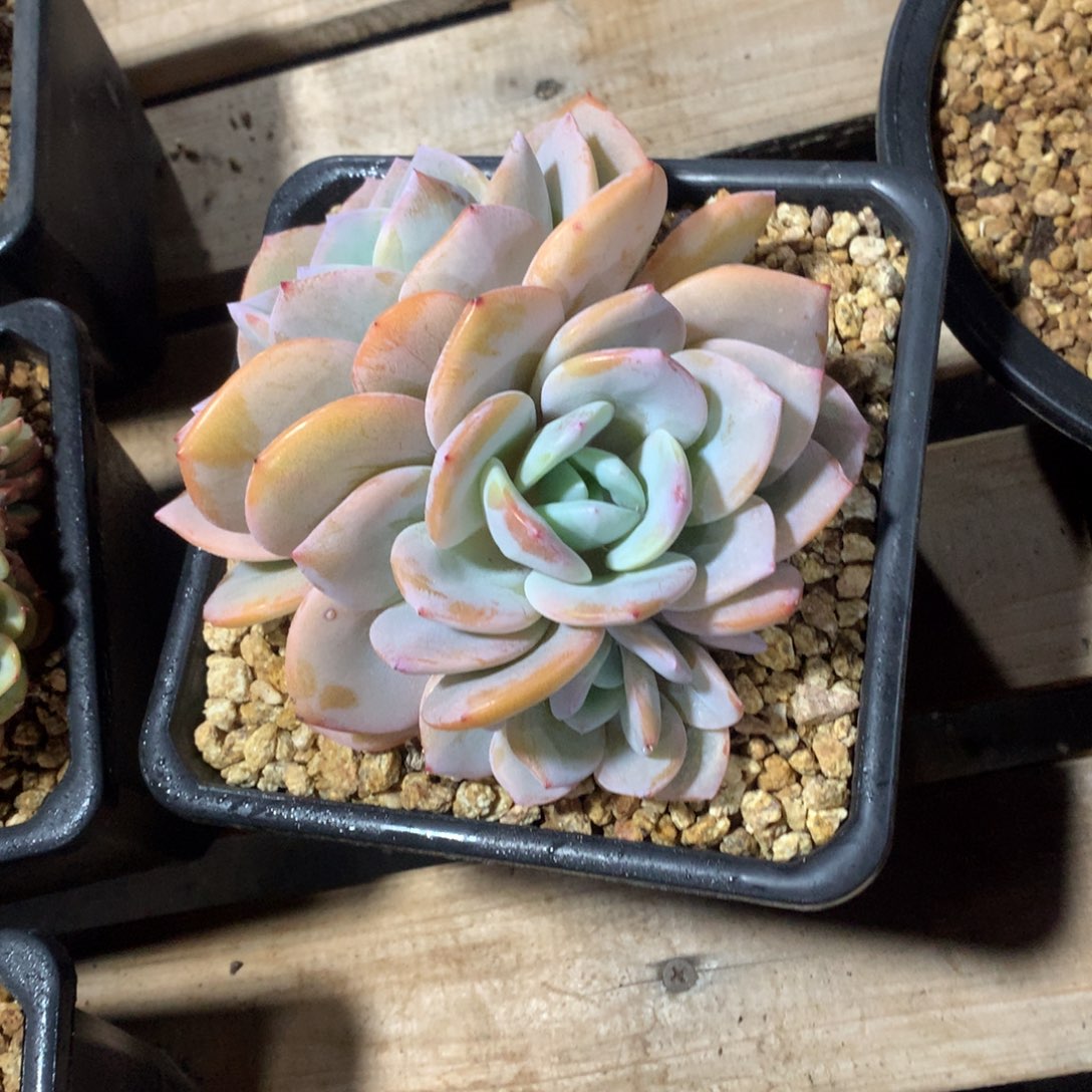 多肉植物多肉植物