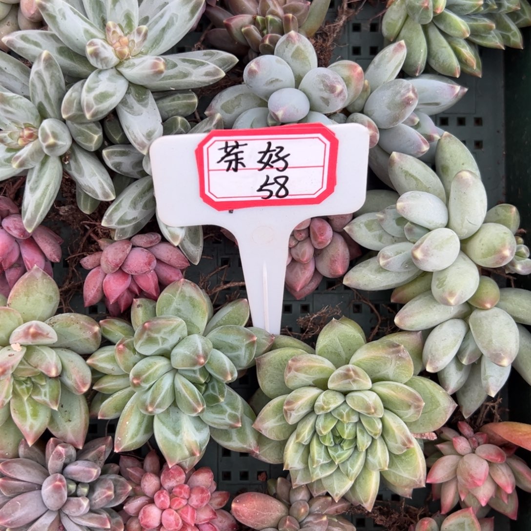 茶***～茶好58。         