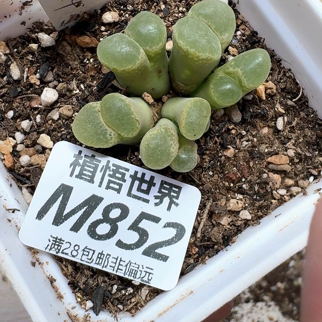 多肉植物的润泽地gg