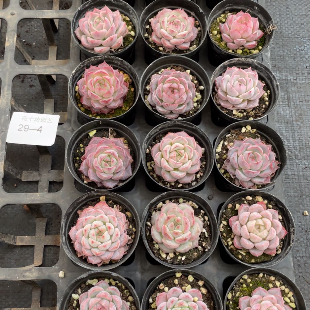 一物一拍18棵29-4