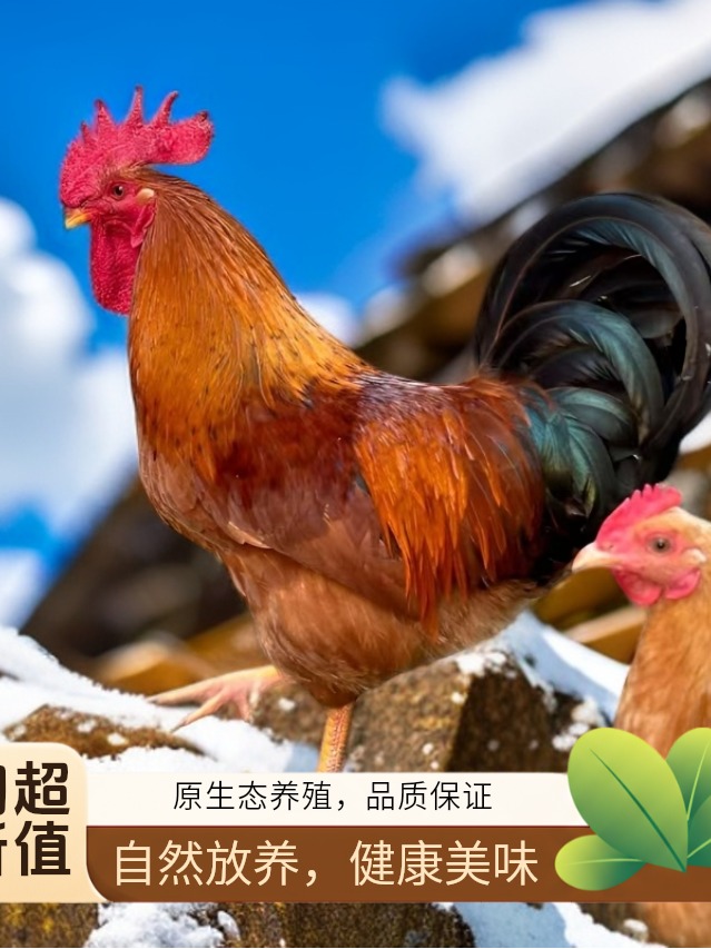 农村散养大公鸡 杀完黄皮黄油白条鸡现杀速冻顺丰包邮