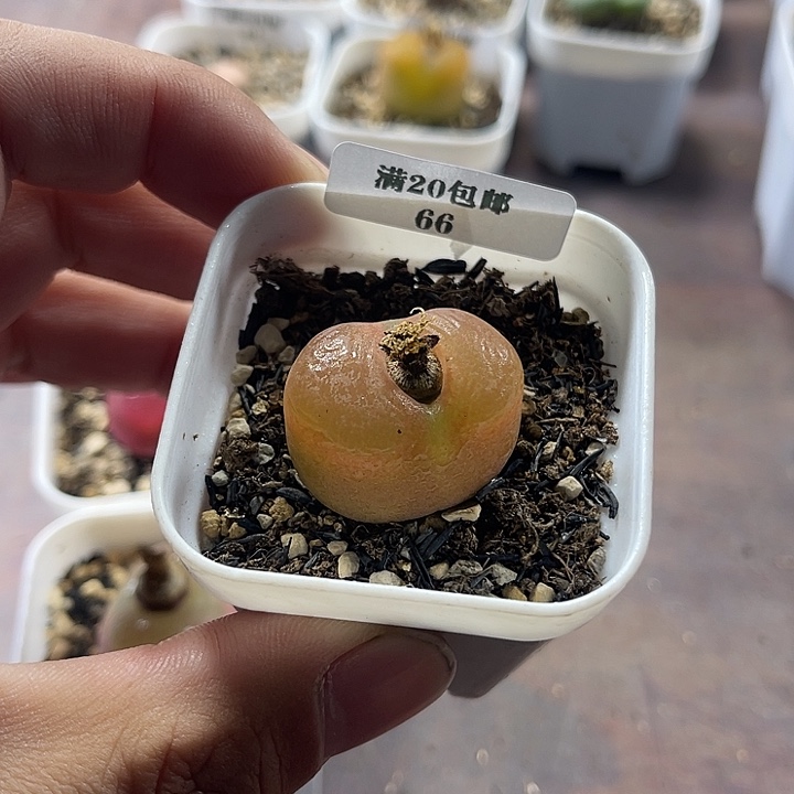 无花朵66、绒面毛2.6