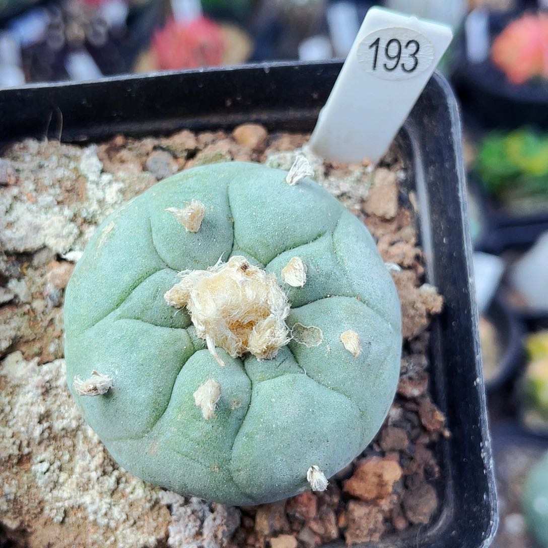 非偏远地区满25包邮仙人球