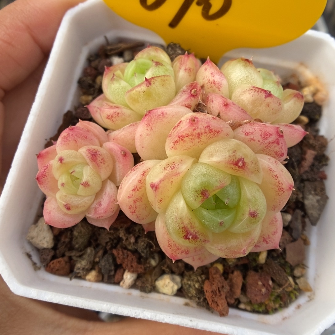 珍妮麦秆群生690号