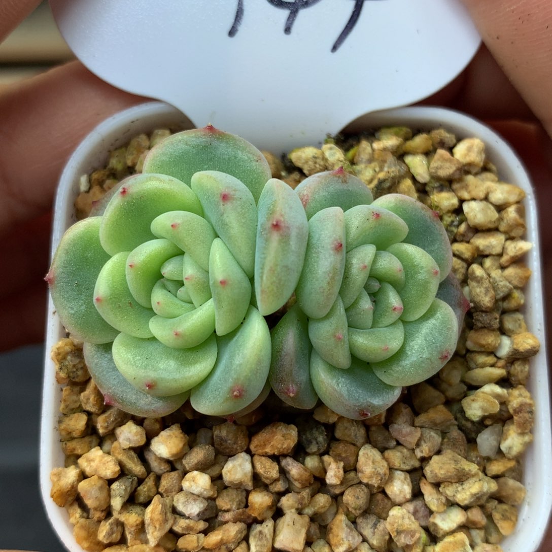 秃子甜心双头144