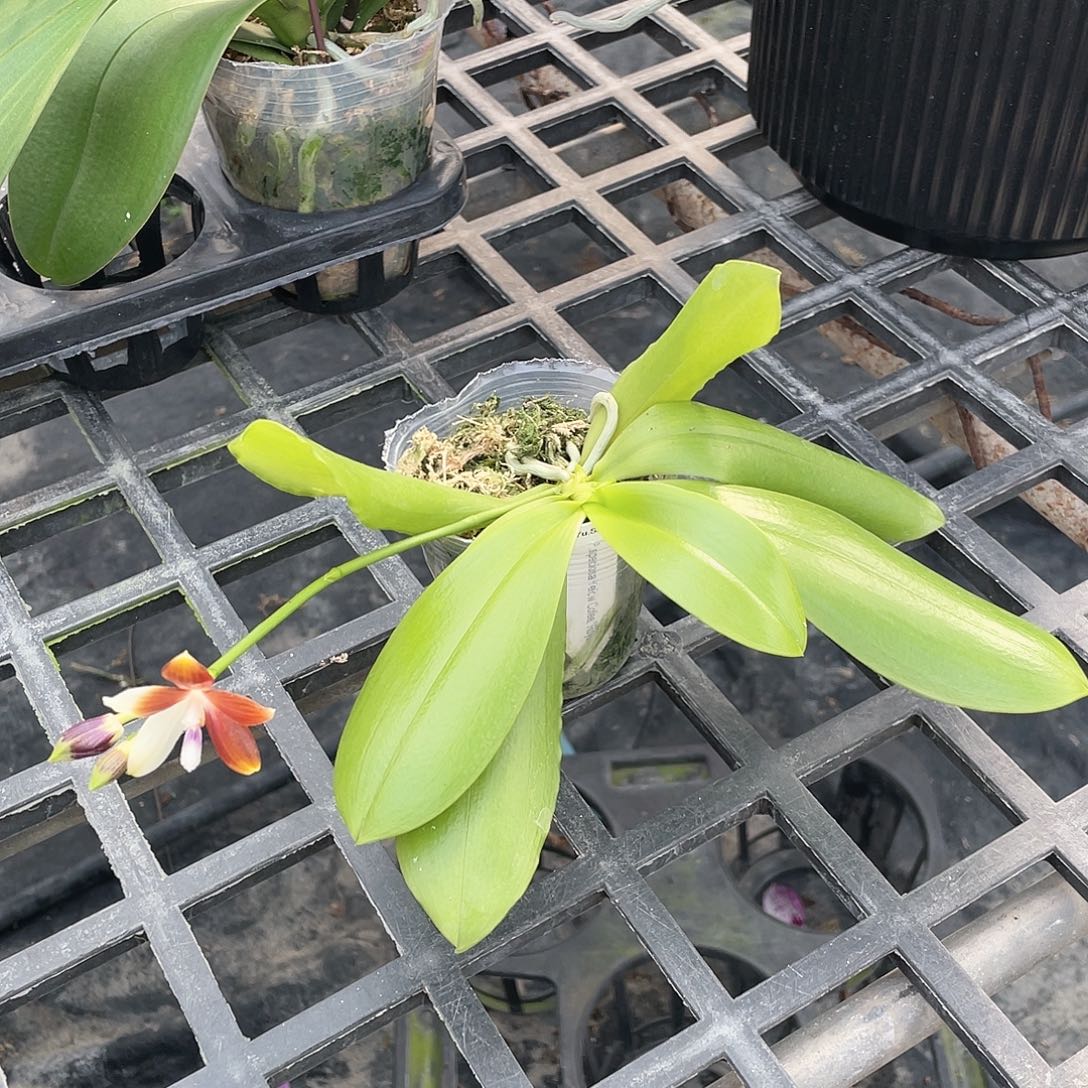 完全开放咖啡盾开花株2.5-少根