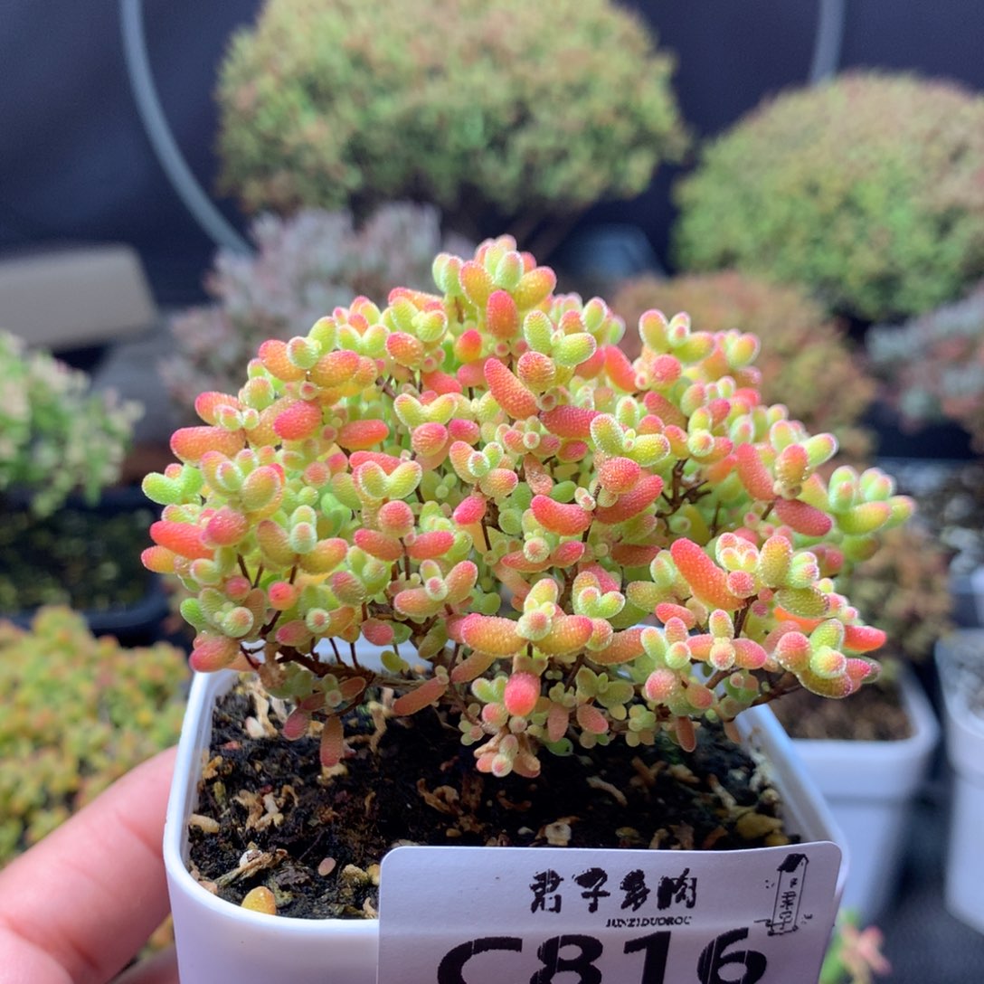 816蜜橘糖球             