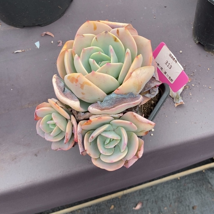 313白凤肉肉肉肉肉肉