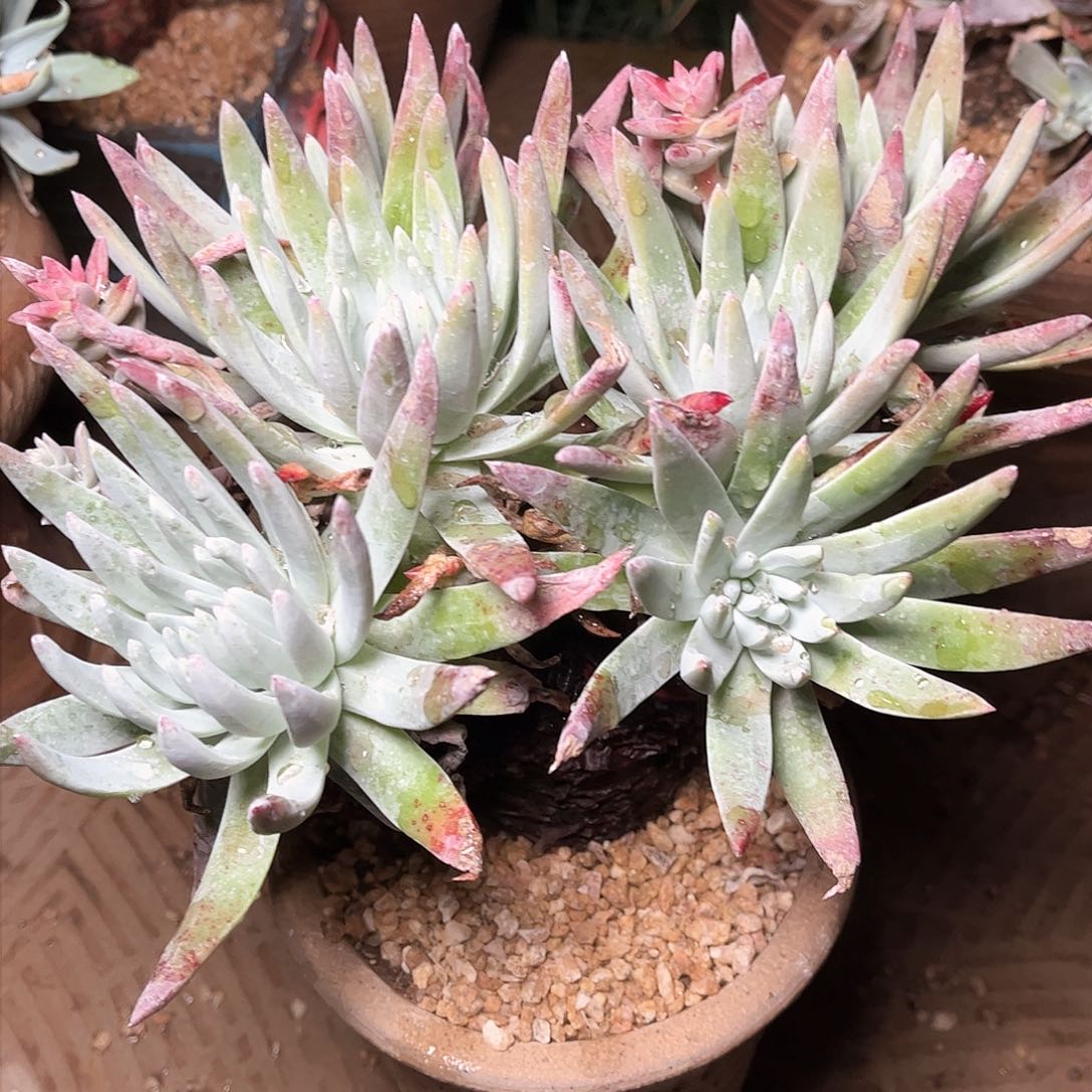 8719蓦然一白菊仙女杯多肉