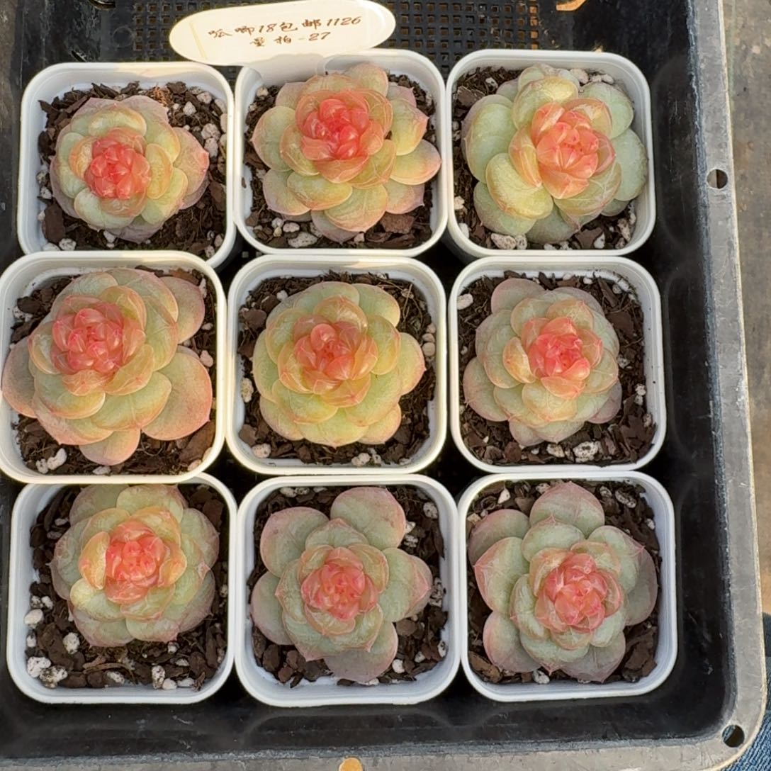 1126-027-寒秋珍妮一颗量拍