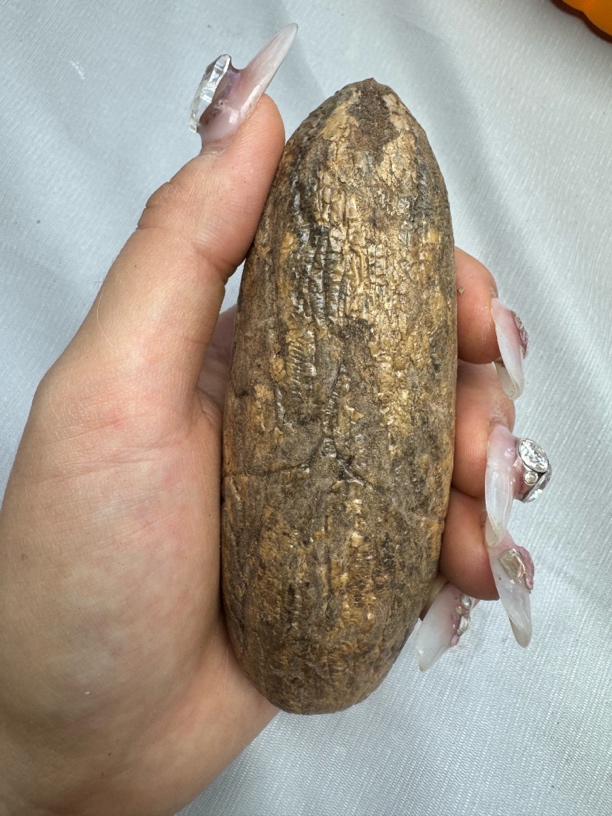 原皮大果王【手把件】老树果（开果不退）