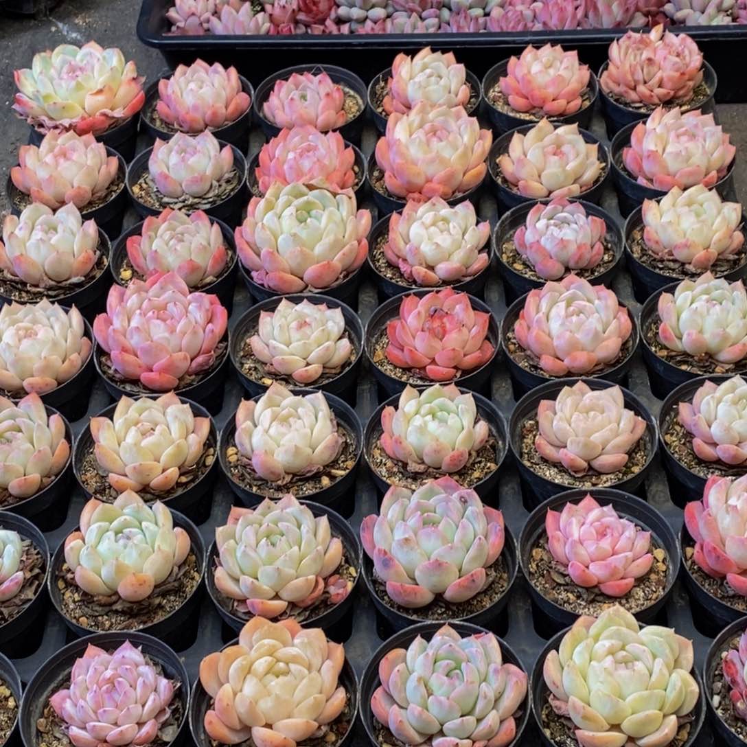 186多人在一起的时候就