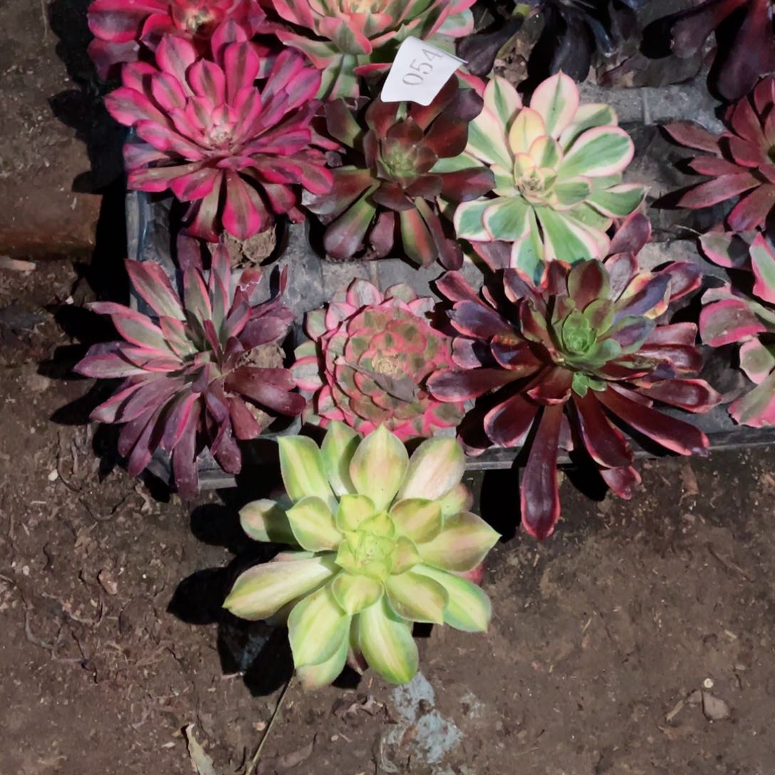 多肉植物组合10颗054