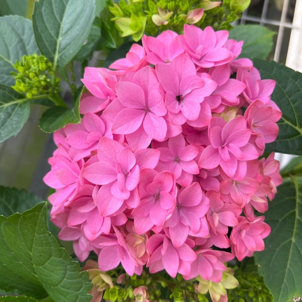 无尽星河粉色A+级虫瓣花120杯，多头花苞发货，盆栽地栽都可种植