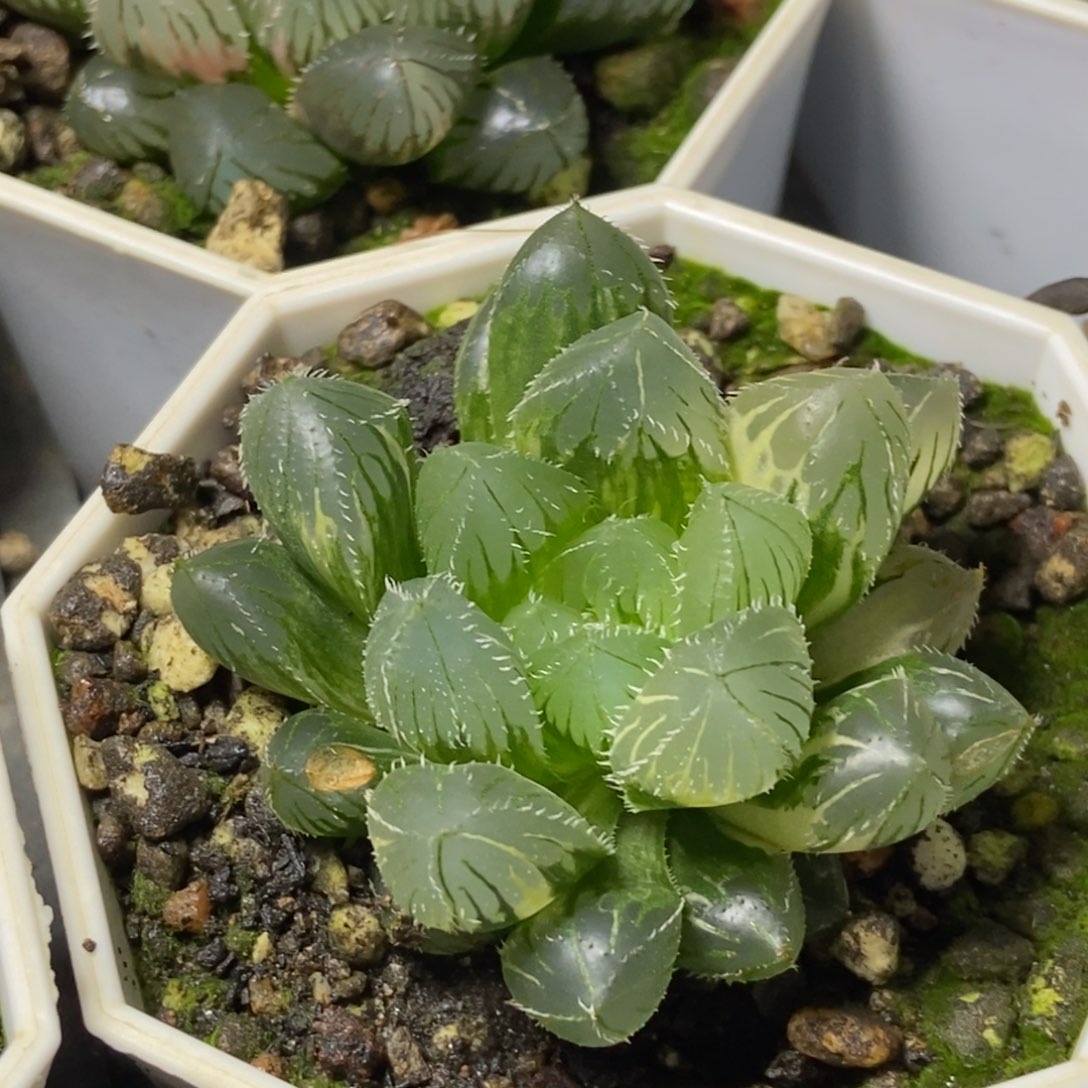 福利实生玉露锦一物一拍