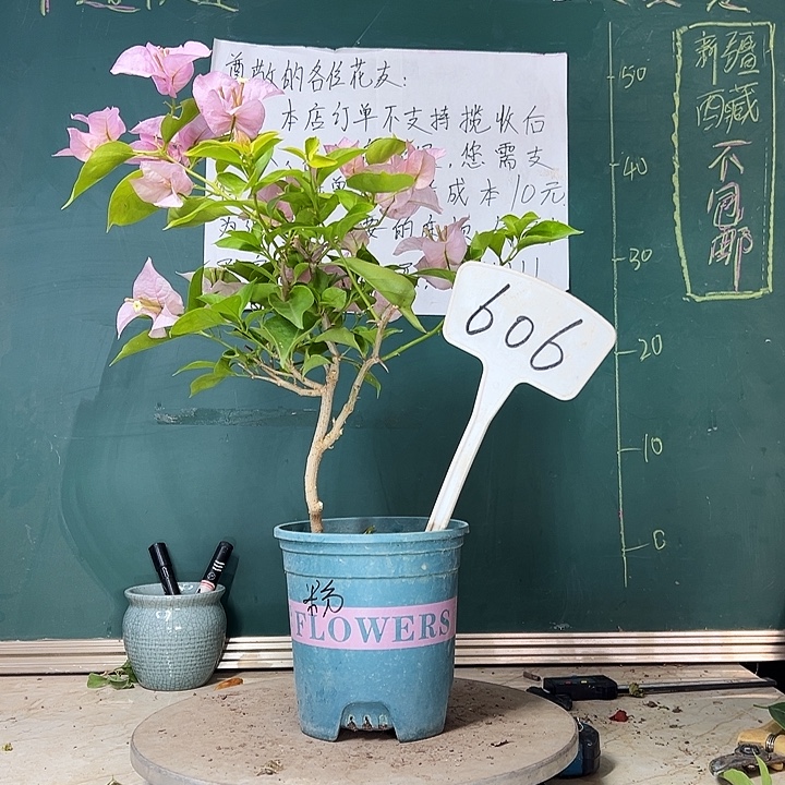 当前无花栽培后可以开花粉天使606