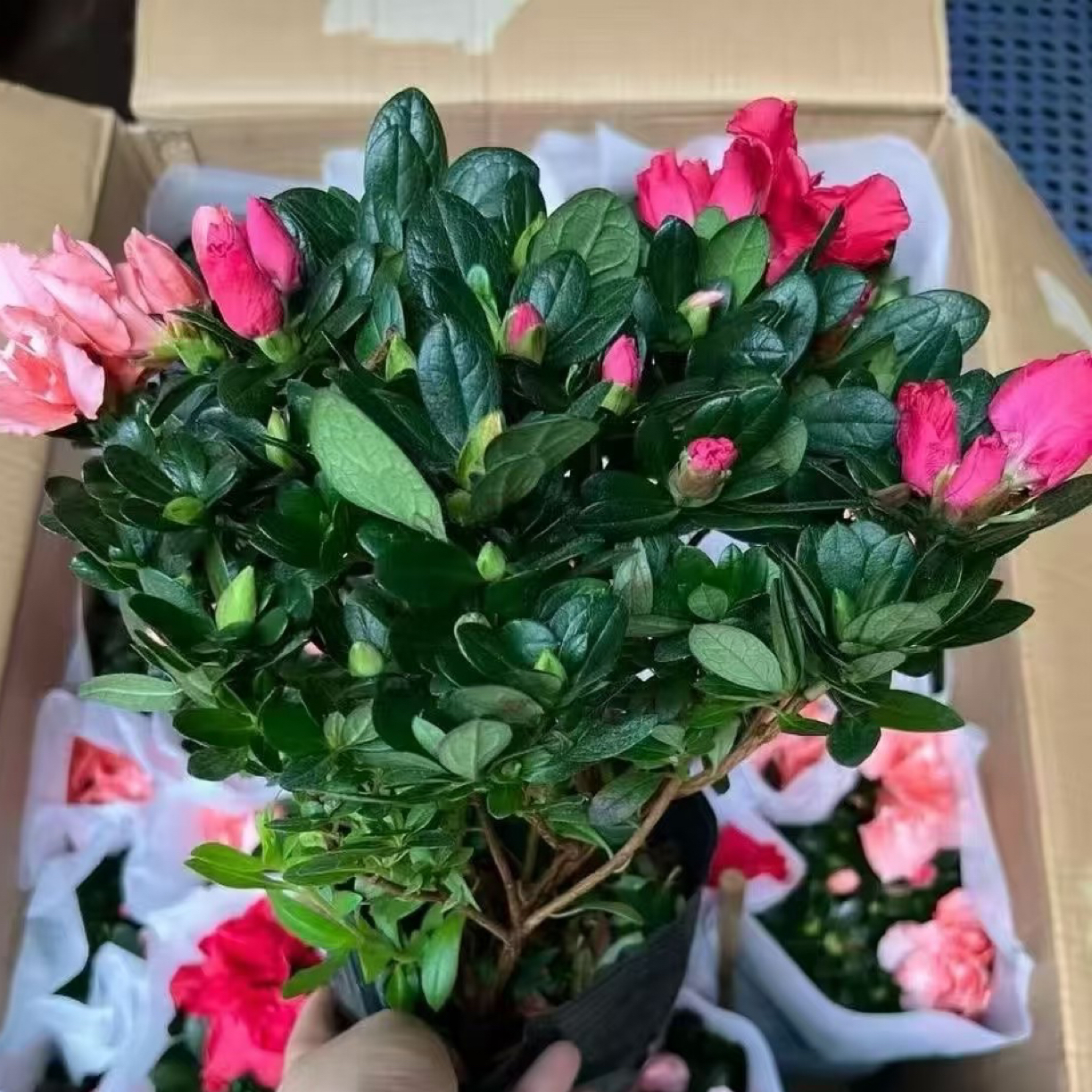 《混色杜鹃花》盆栽带花苞四季开花室内外阳台好养易活绿植花卉
