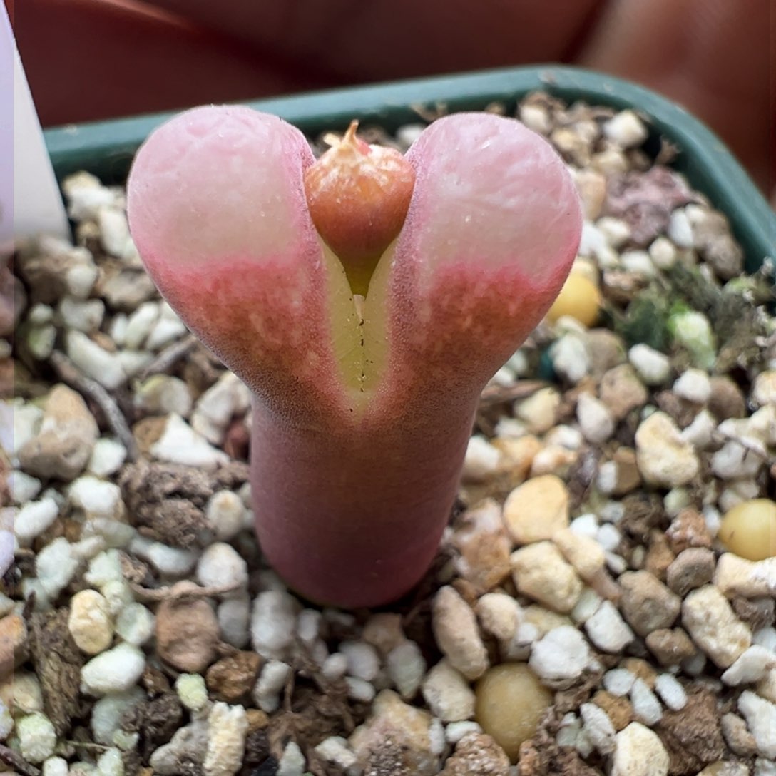 219优选1797.93斑马风铃