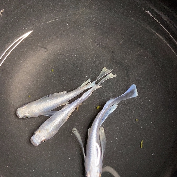 海水鱼长鳍天使只翼3条