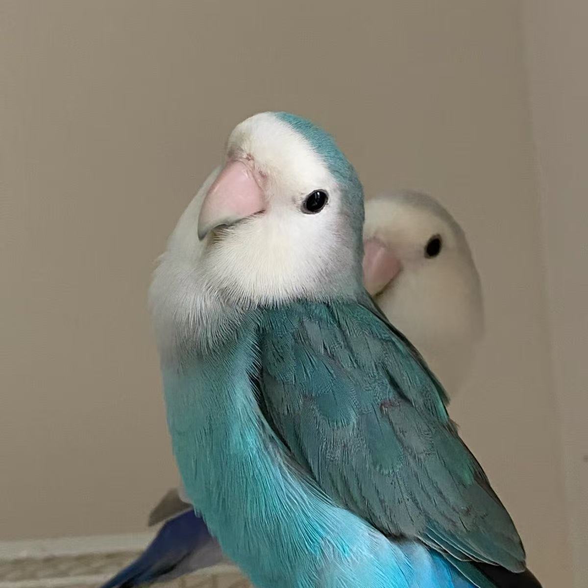 手养牡丹鹦鹉活体宠物可学舌互动亲人观赏鸟