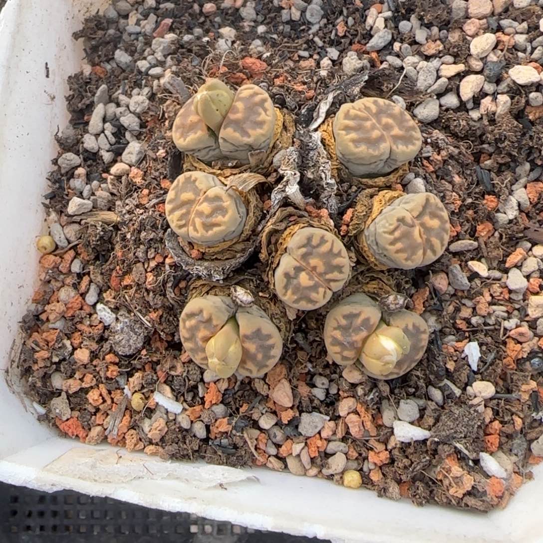 多头群生开播福利30包邮