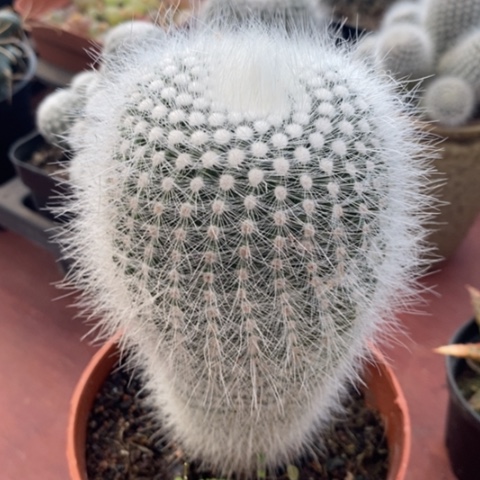 大实生白小丁8仙人球