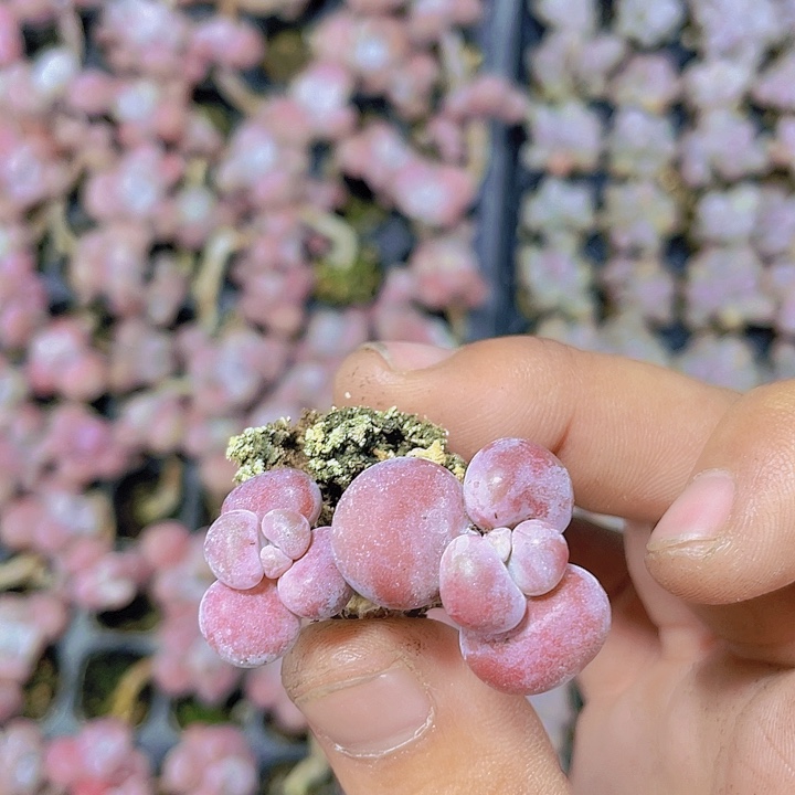 双头腰子蛋【满10颗包邮】