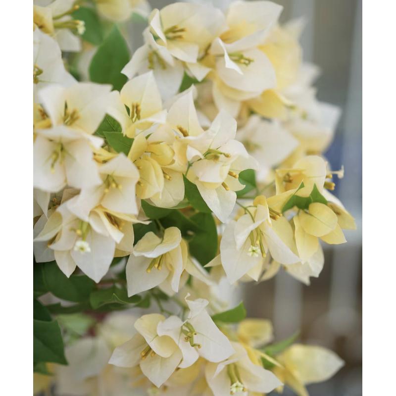【苏瓦娜】三角梅不带花绿植盆栽网红好养勤花绿植