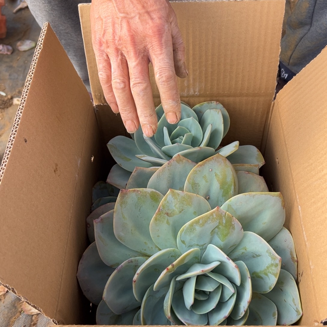 红***平地栽白凤杆子有点瑕疵1棵（包邮不包损）