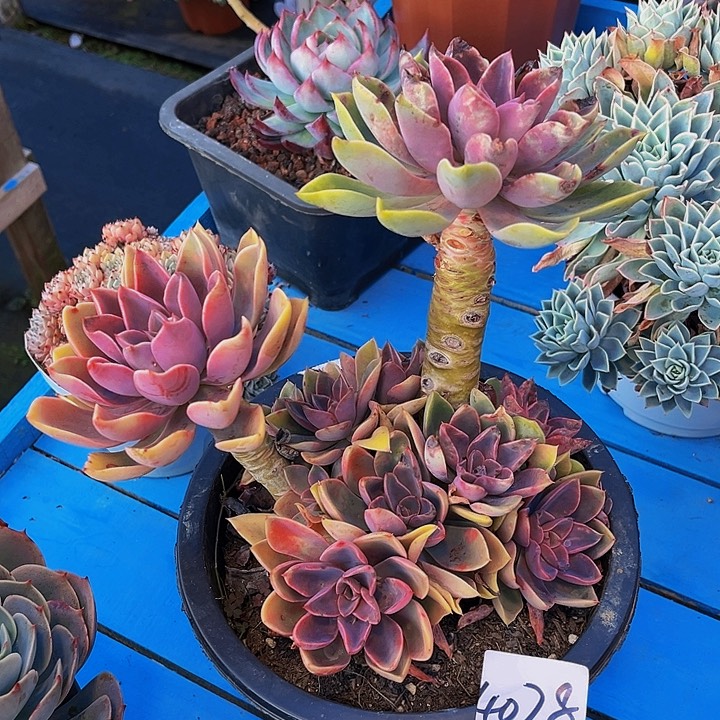 秋*君琼丝群4028