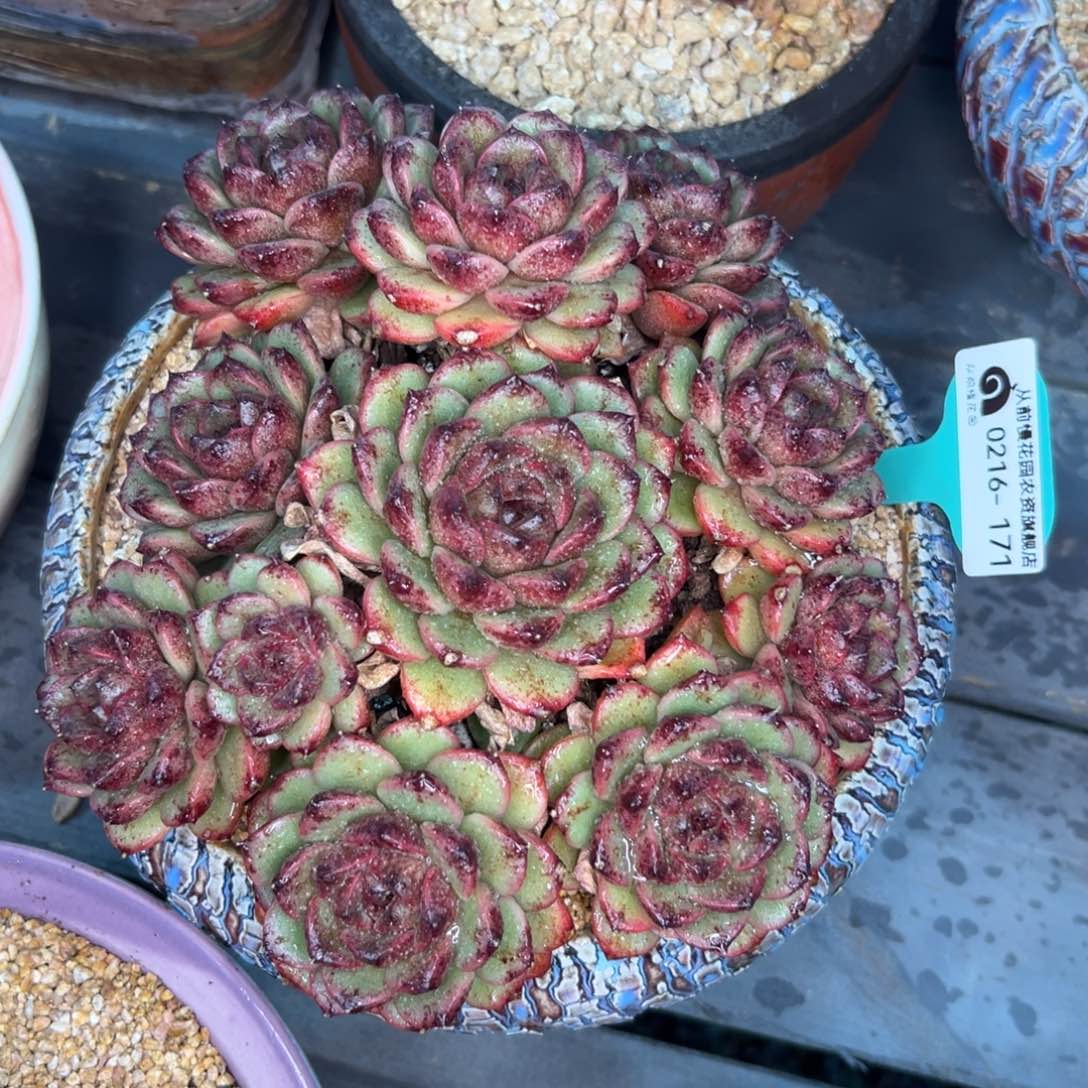 多肉一物一拍0216-171