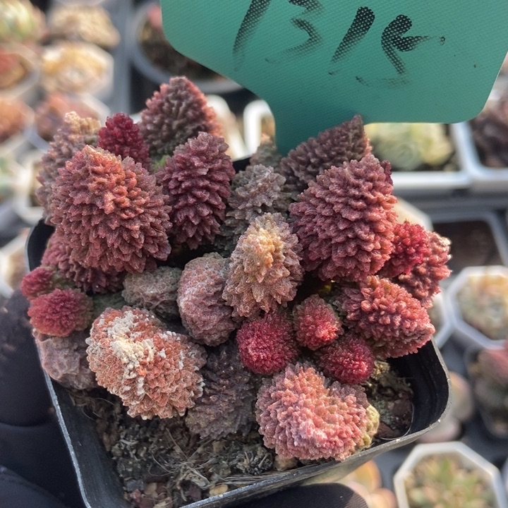 7315朱子玉多肉植物保护