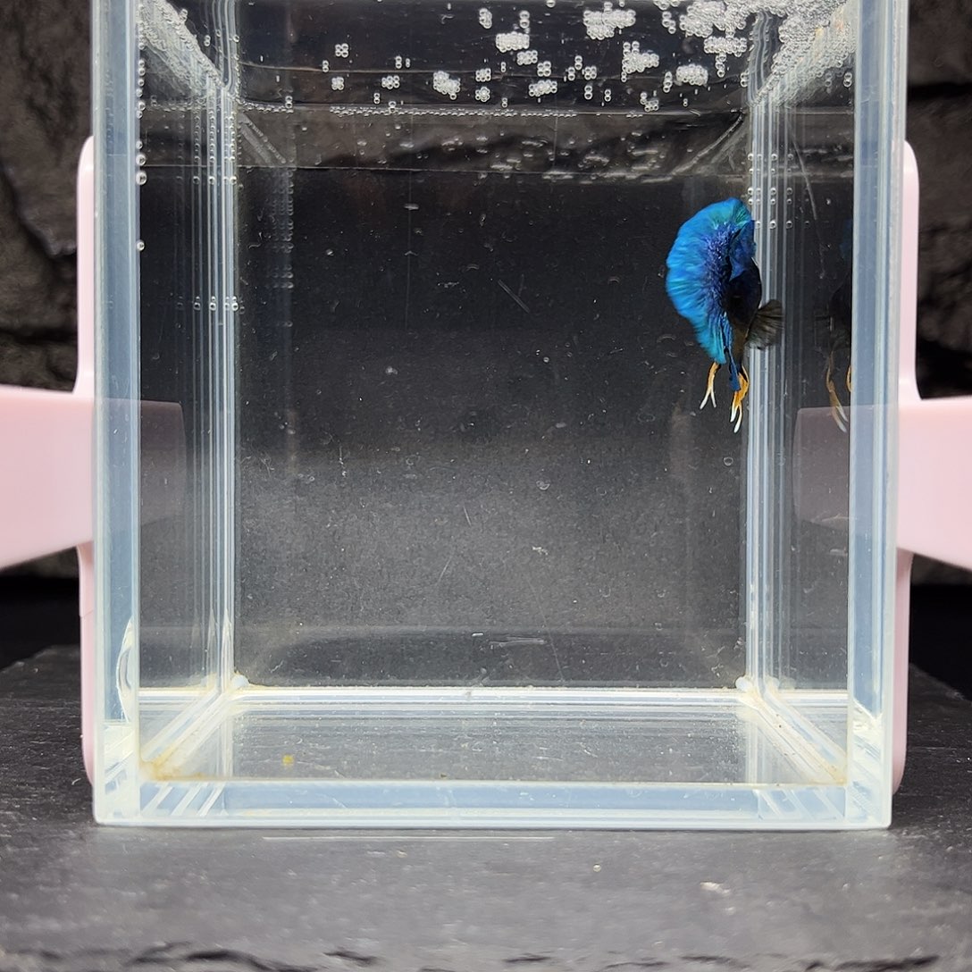 海水鱼宙斯斗鱼竞拍1227