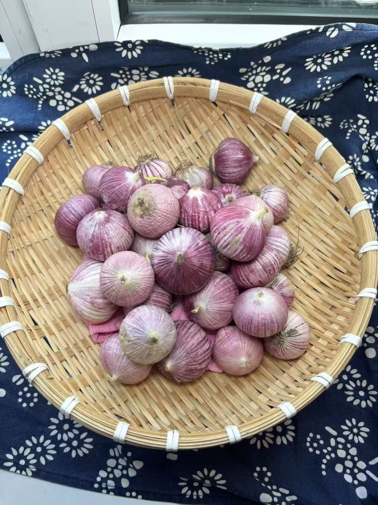 农村小园独头紫皮蒜