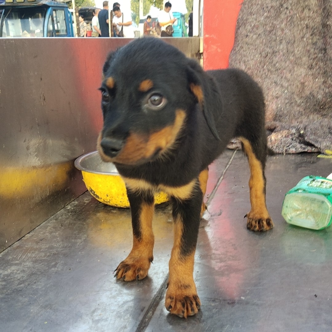 罗纹纳大猛烈型犬