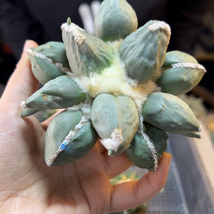 5号苗接蛋叉尤无根11.2公分