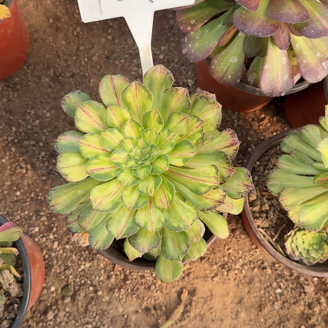 4540知否多肉法师多肉