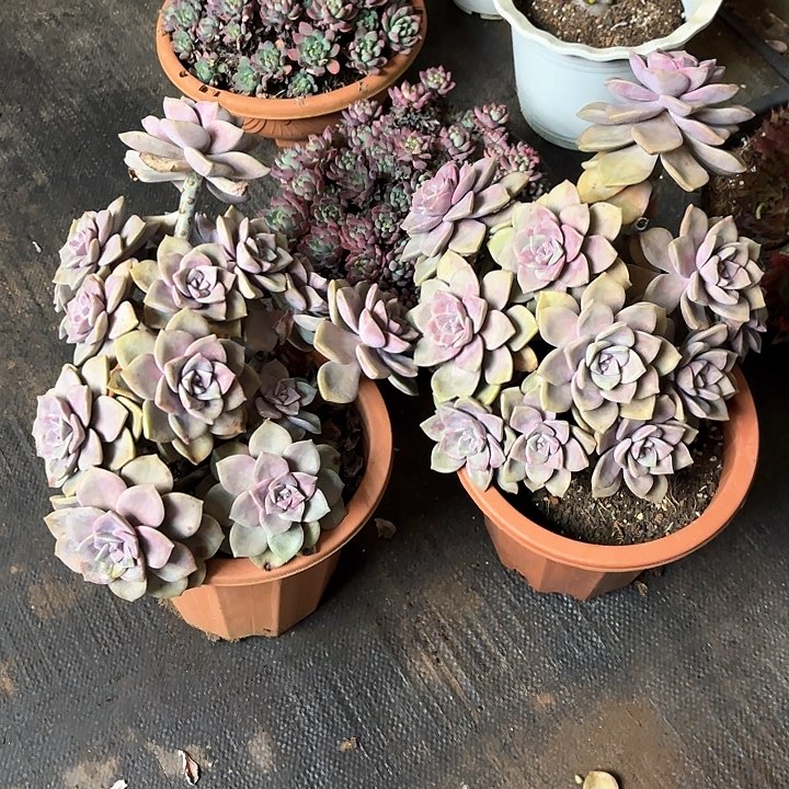 多肉植物，紫乐两颗