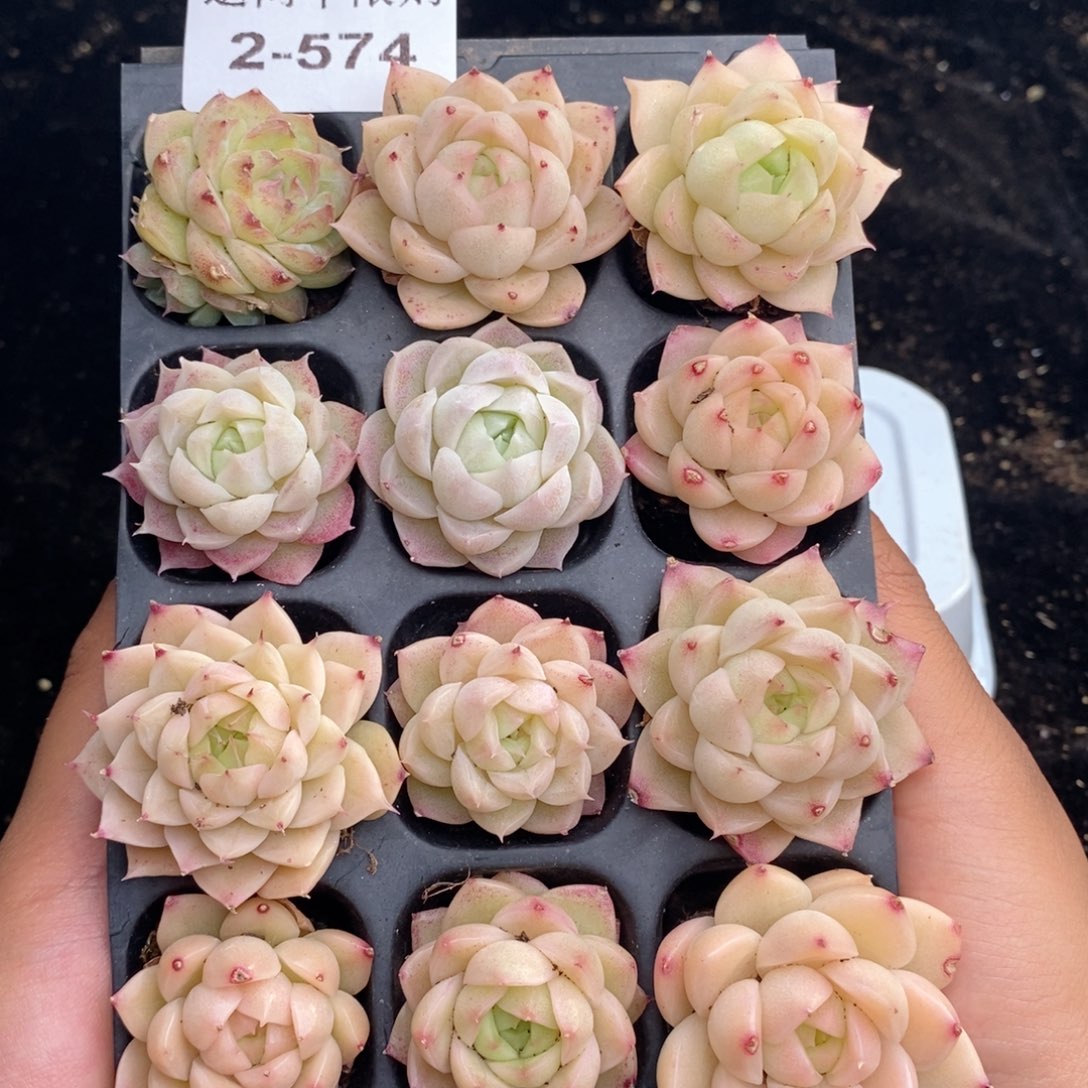 2-574 新疆西藏内蒙不发其他12.8包邮两到三公分多肉