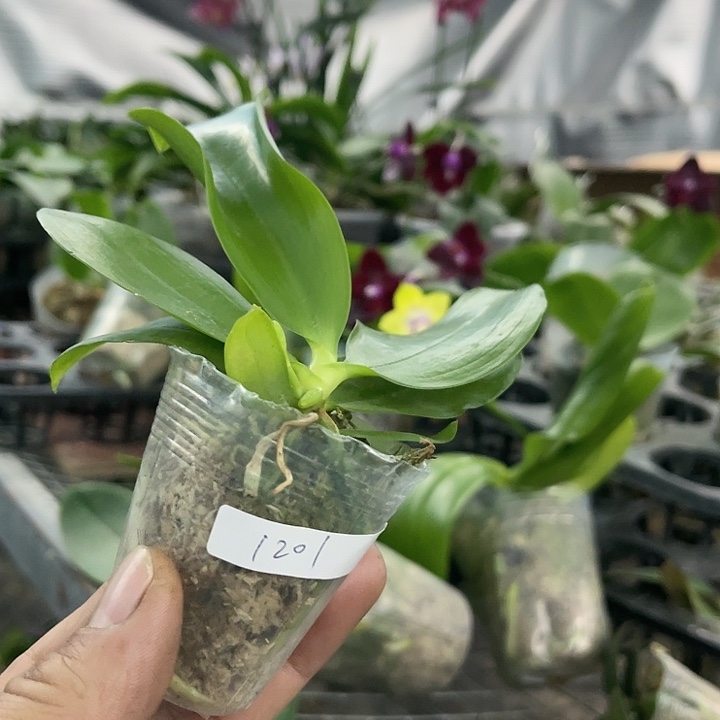 当前无花栽培后可以开花蓝柯柠1.7带剑