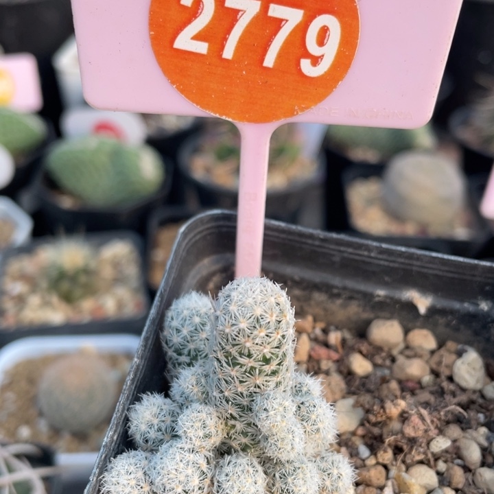 实生孤艳丸277900000