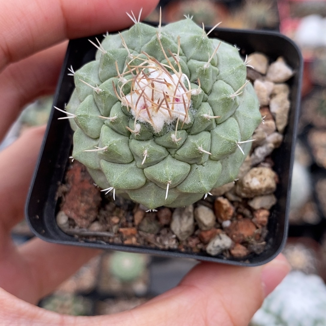 菊水植播园艺优选