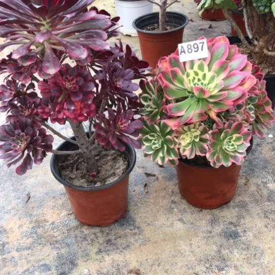 法师多肉植物丽法师897