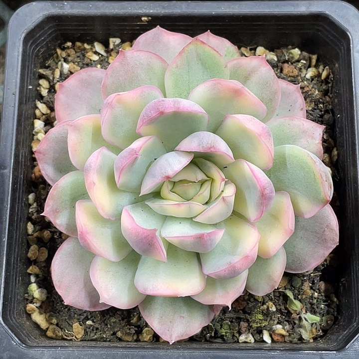 草莓蛋锦一物一拍锦龙