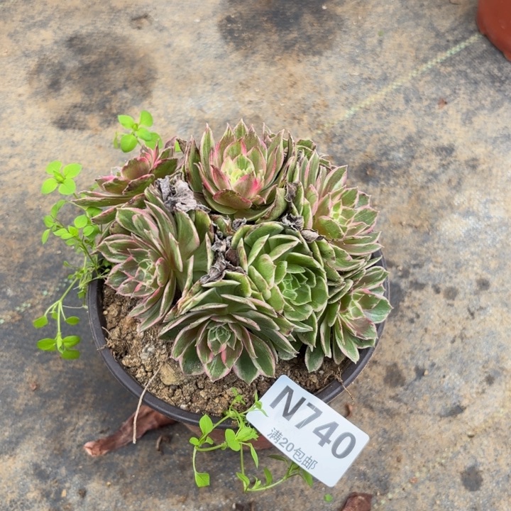 瑞妈多肉园艺740。万花筒。