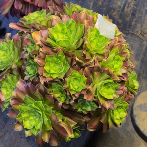 韶华多肉植物5594